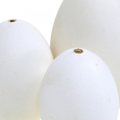 Product Swan eggs &amp; chicken eggs mix blown out eggs white 5.5/8cm 9pcs