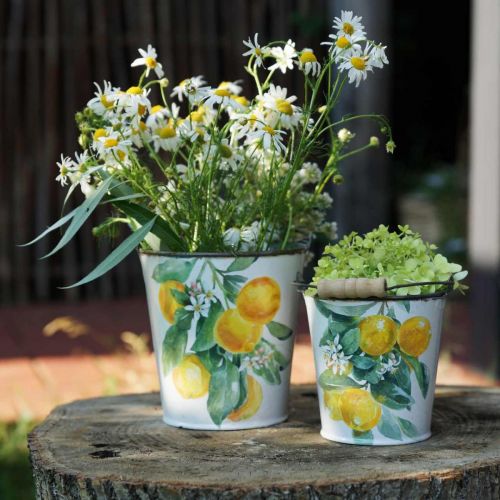 Product Decorative bucket lemons Mediterranean planter Ø13.5/11/9cm H14/11.5/cm set of 3