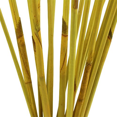 Product Decoration Rods, Elephant Reed Yellow 20pcs