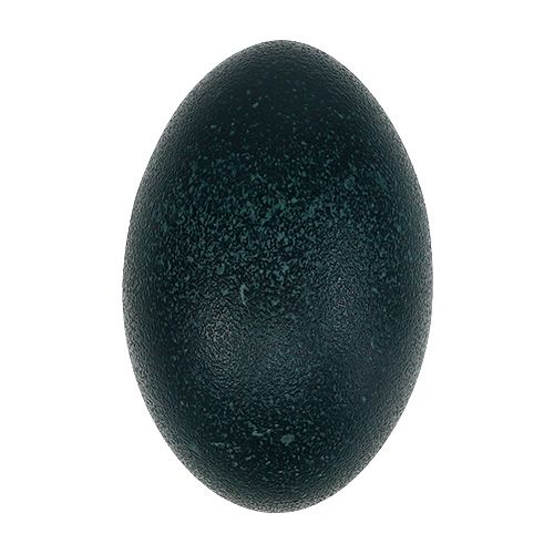 Floristik24 Emu egg nature 12cm - 14cm 1pc