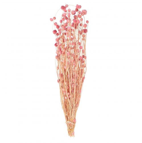 Floristik24 Strawberry Thistle Decoration Old Pink Dried Flowers Pink 50cm 100g