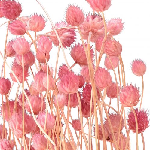 Product Strawberry Thistle Decoration Old Pink Dried Flowers Pink 50cm 100g