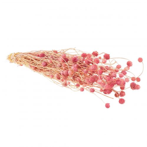 Product Strawberry Thistle Decoration Old Pink Dried Flowers Pink 50cm 100g