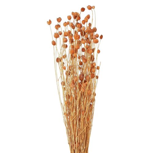 Floristik24 Strawberry Thistle Dried Flowers Thistle Decoration Terracotta 68cm 100g