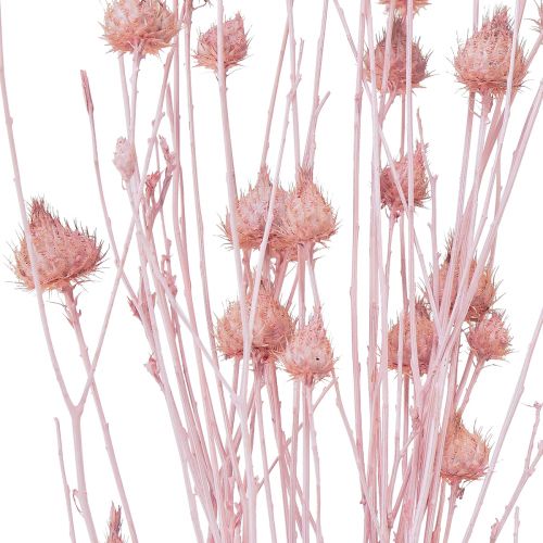 Product Strawberry Thistle Dried Thistle Decoration Light Pink 58cm 65g