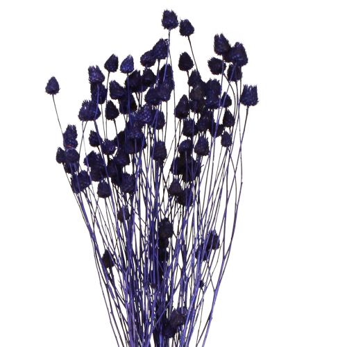 Product Strawberry Thistle Dried Thistle Decoration Violet 44-58cm 100g