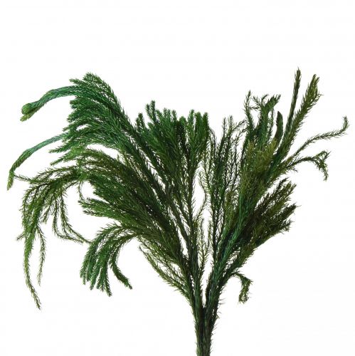 Product Erikamoos Deko Moss Green Natural Decoration Dried 20-35cm 400g