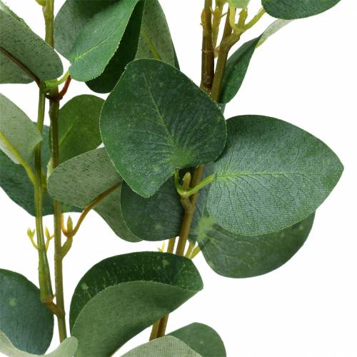 Floristik24 Eucalyptus branch 76cm