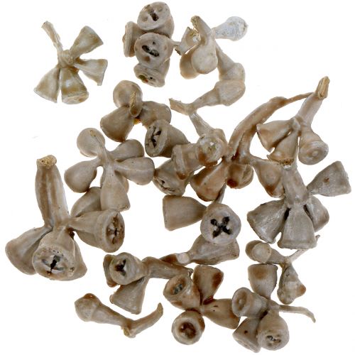 Floristik24 Eucalyptus fruits waxed gray-brown 250g