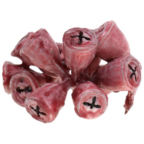 Floristik24 Eucalyptus fruits waxed red 250g