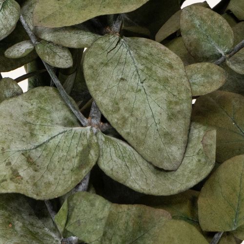 Product Preserved Eucalyptus Decorative Branches and Leaves, Round Dried Decoration, Green, 150g