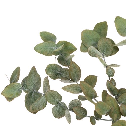 Product Preserved Eucalyptus Decorative Branches and Leaves, Round Dried Decoration, Green, 150g