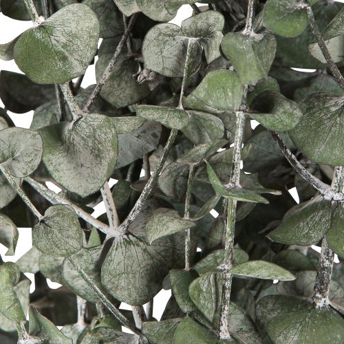 Product Eucalyptus Preserved Branches Leaves Round Green 150g