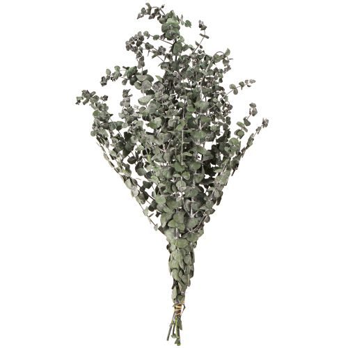Product Eucalyptus Preserved Branches Leaves Round Green 150g