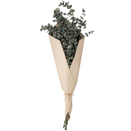 Product Eucalyptus Preserved Branches Leaves Round Green 150g