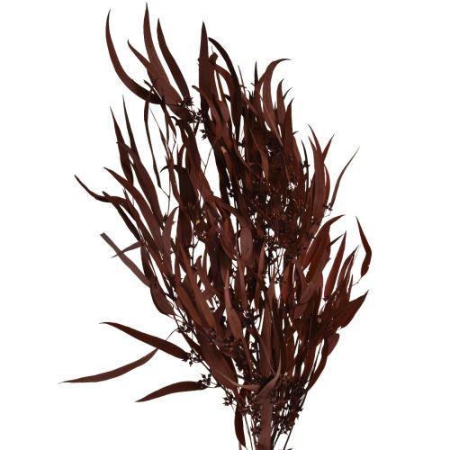 Floristik24 Eucalyptus Preserved Eucalyptus Branches Red, Brown 56cm 135g