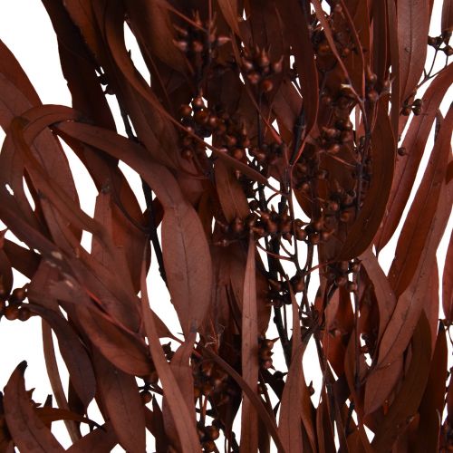 Product Eucalyptus Preserved Eucalyptus Branches Red, Brown 56cm 135g