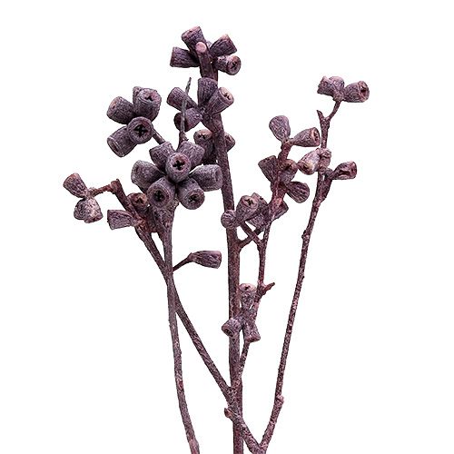 Floristik24 Eucalyptus branch blackberry frosted 25 pcs