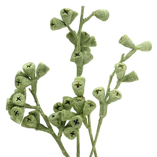 Floristik24 Eucalyptus branch green frosted 25 pcs