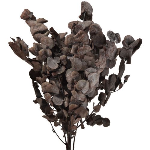 Product Eucalyptus Branches Eucalyptus Preserved Red L49cm 120g