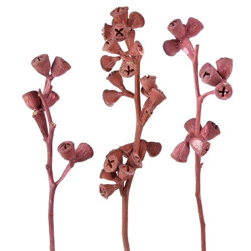 Product Eucalyptus Branches Red Frosted Natural Decoration Exotic 25pcs