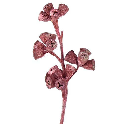 Product Eucalyptus Branches Red Frosted Natural Decoration Exotics 25 Pcs