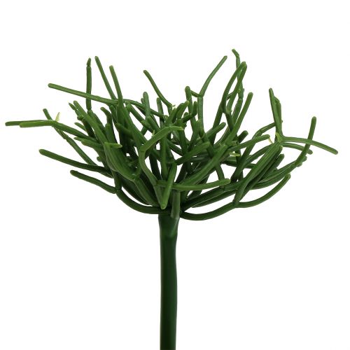 Floristik24 Euphorbia pick green 19cm 4pcs