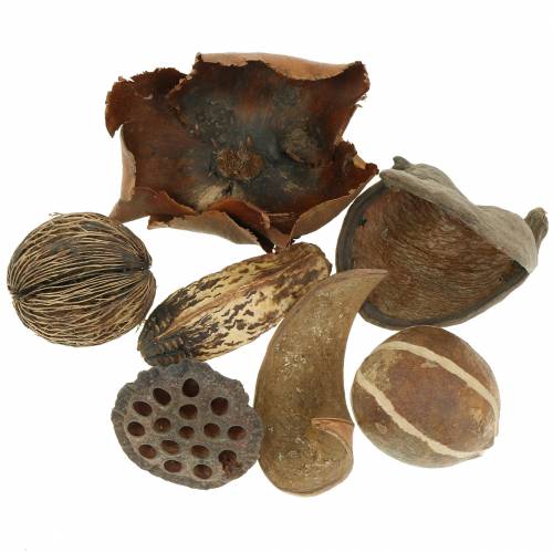 Floristik24 Exotic assortment nature in the net 200g