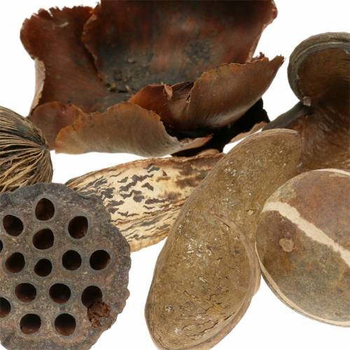 Floristik24 Exotic assortment nature in the net 200g