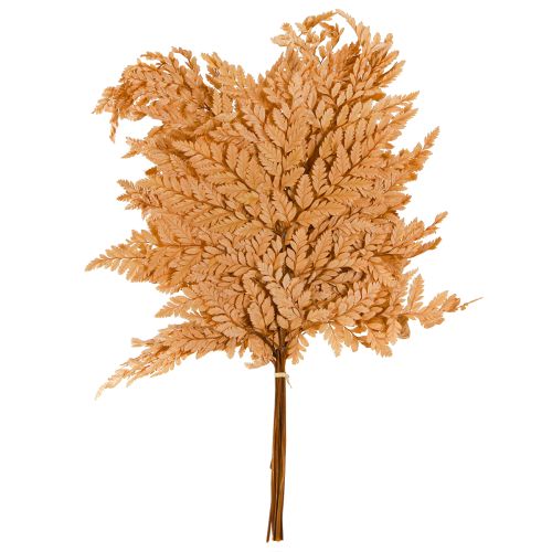 Product Fern Decoration Real Fern Fronds Orange Preserved 45cm 10 Pcs