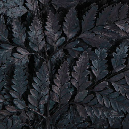 Product Fern Decoration Real Fern Fronds Black Preserved 45cm 10 Pcs