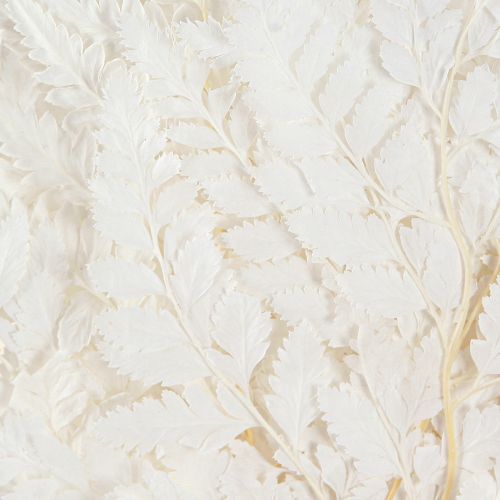 Product Fern Decoration Real Fern Fronds White Preserved 45cm 10 Pcs