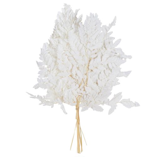 Product Fern Decoration Real Fern Fronds White Preserved 45cm 10 Pcs