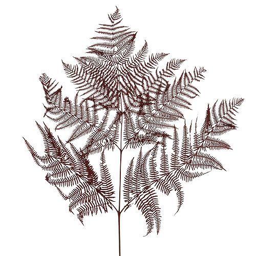 Floristik24 Fern dyed red 15 pcs