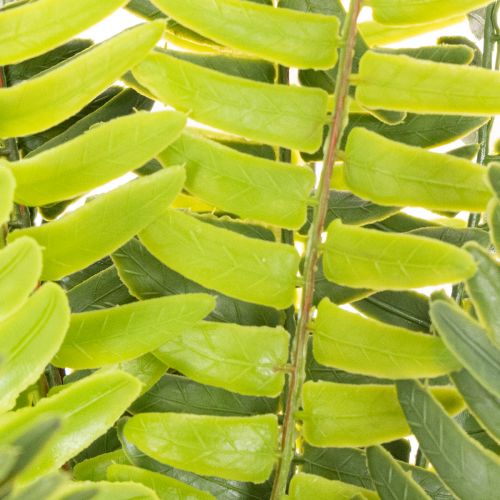 ProductName  
Artificial Fern Spray Green 45cm for Home Decoration  

ProductDescription  
<h2>Artificial Fern Spray for Versatile Home Decoration</h2>  
<p>This artificial fern spray is a vibrant, lifelike decoration that brings a natural touch to your h | Floristik24.co.uk
