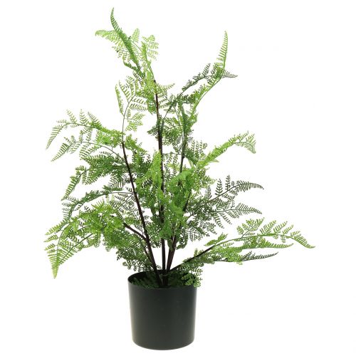 Floristik24 Tree fern in a pot green 60cm