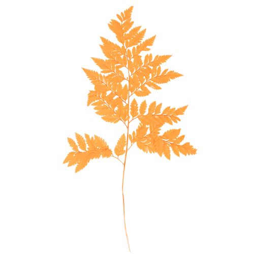 Dried Preserved Fern Branch Orange 42cm Set of 10 for Floristry and Autumn Decoration buy online | Floristik24.co.uk
