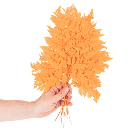 Dried Preserved Fern Branch Orange 42cm Set of 10 for Floristry and Autumn Decoration | Floristik24.co.uk