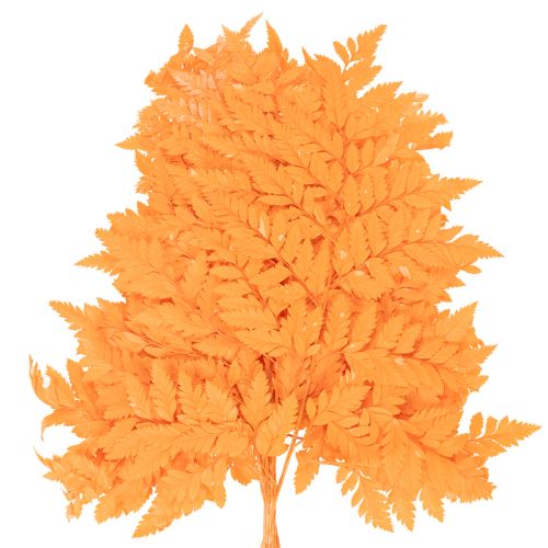Dried Preserved Fern Branch Orange 42cm Set of 10 for Floristry and Autumn Decoration | Floristik24.co.uk