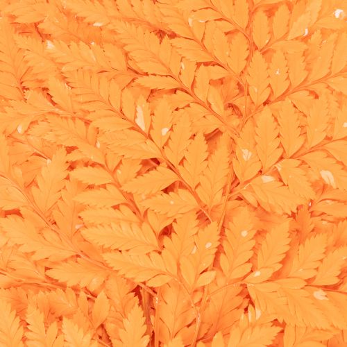 Dried Preserved Fern Branch Orange 42cm Set of 10 for Floristry and Autumn Decoration | Floristik24.co.uk