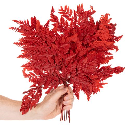Preserved Red Fern Stems 42cm Pack of 10 for Autumn Decorations | Floristik24.co.uk