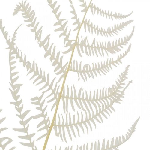 Product Fern Leaves White Fern Dried Bleached 50cm 10pcs