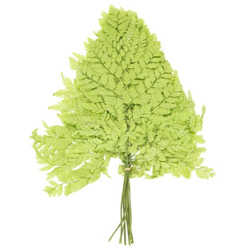 Product Ferns: Preserved, high-quality natural material for long-lasting decoration projects, 40cm, 10 pieces