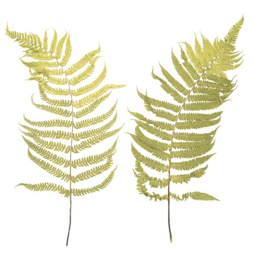 Dried and preserved fern. Perfect for natural home decoration. 80cm