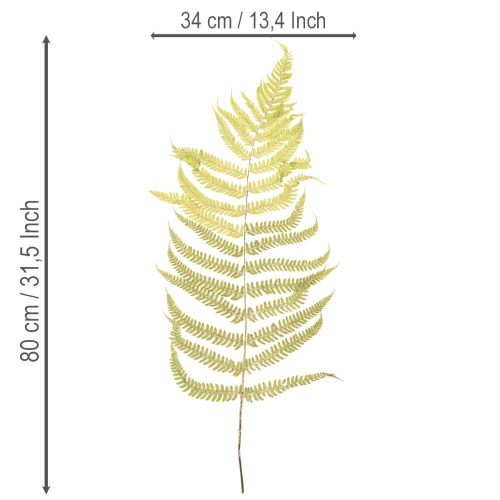 Product Dried and preserved fern. Perfect for natural home decoration. 80cm
