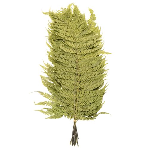 Product Dried and preserved fern. Perfect for natural home decoration. 80cm