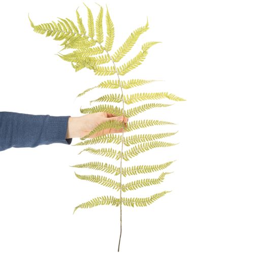 Product Dried and preserved fern. Perfect for natural home decoration. 80cm