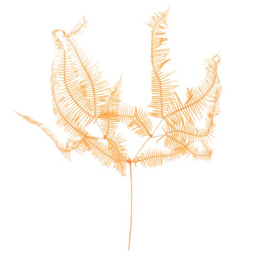 Preserved Orange Fern Stems 60cm for Indoor Arrangements – Set of 10 buy online | Floristik24.co.uk