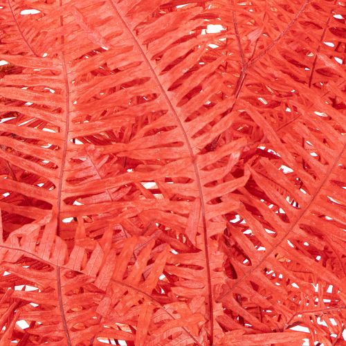 Preserved Fern Bundle Red 60cm 10 Stems for Indoor Decoration | Floristik24.co.uk
