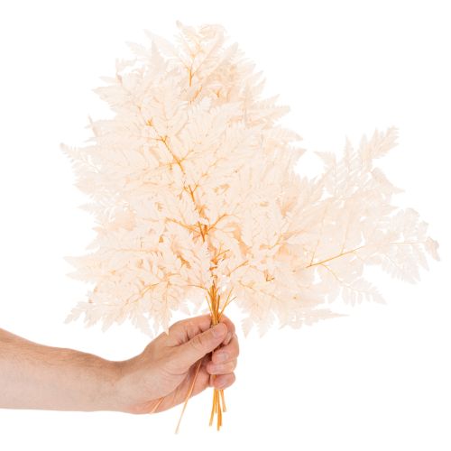 Dried Fern Stems for Vase Decoration 42cm Pink 10 Pieces | Floristik24.co.uk
